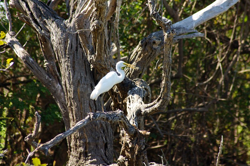2009-11-06 22-01-08_4.jpg - und ein... äh ich weiß wirklich nicht wie dieser Vogel heißt
